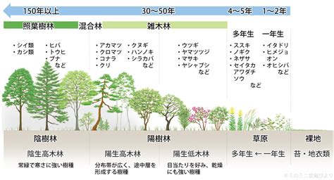 陽木|雑木林の遊歩道～植生【陽樹・陰樹・落葉樹・常緑樹・広葉樹・。